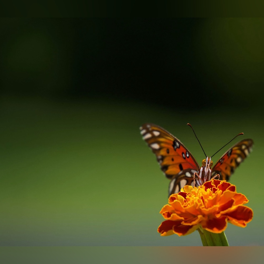 Butterfly on Marigold Art Print